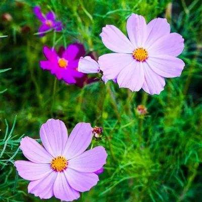 Welcome彩票中心注册大厅进入app下载